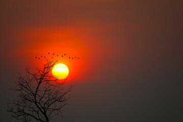 Beautiful sunset back silhouette birds flying and dry trees in the dark red sky