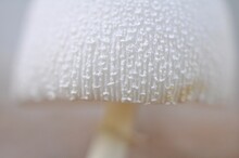Close Up Of A Mushroom Cap