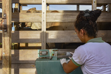 Poster - Closeup shot of female weighing cows in the farm