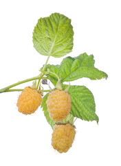 Wall Mural - yellow ripe three raspberries with green leaves isolated on white