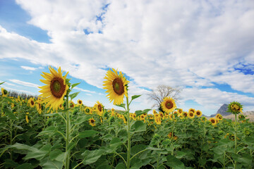 Wall Mural - Sunflower on field at sky.