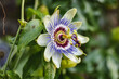 Purple exotic passiflora flower with green leaves