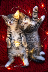 Christmas cats. Two cute little striped kittens sleeping on red background. Kitty with Christmas garland lights .