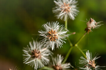 Canvas Print - The seed of the grass ready for growth.