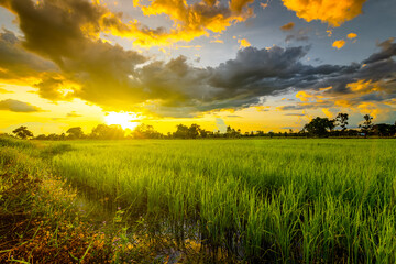 Rice field and sky background at sunset time.