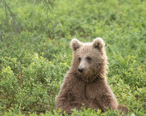 Wall Mural - Young brown bear sits in the woods after a summer rain