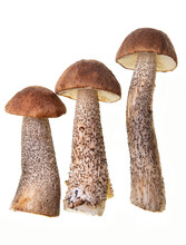 Autumn Forest Edible Fresh Mushrooms