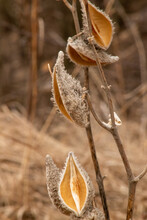 Closeup Of Milkweed Pods During The Winter In Nebraska