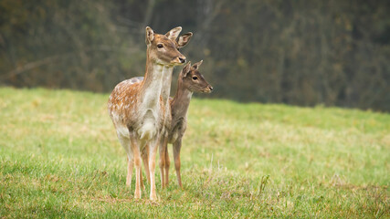 Wall Mural - three fallow deer, dama dama, does standing on a field in autumn nature. family of wild spotted anim