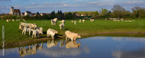 Fotografía Panoramique vache de bain en Ardèche en Auvergne-Rhône-Alpes, France