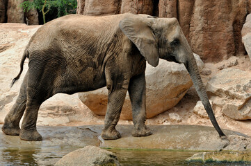 African Elephant in a natural environment