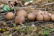 Autumn Mushrooms In The Form Of Balls