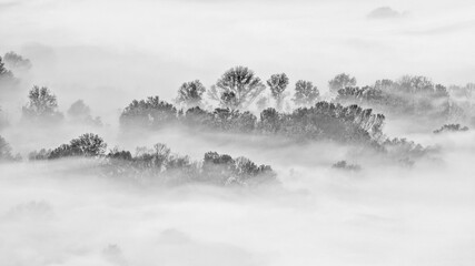 Sticker - Misty forest landscape, black and white photography