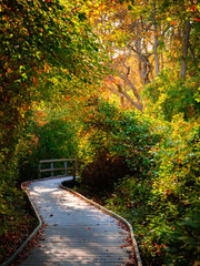 Wall Mural - Boardwalk in the autumn forest on Cape Cod