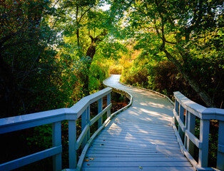 Wall Mural - Autumn Foliage Landscape over Boardwalk in New England Forest