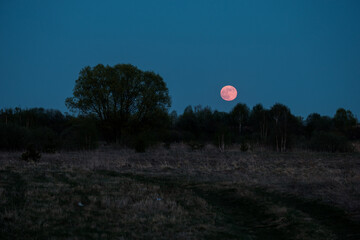 natural phenomenon red moon in the evening sky and the silhouette of a deciduous tree