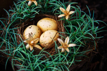 Bird's Nest With Eggs On A Dark Background.