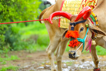 Indian Pola festival , ox festival.