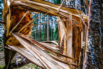 tree at a forest