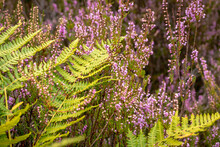 Green Fern In Purple Heather Flowers On A Summer Day Near Mehlingen, Germany.