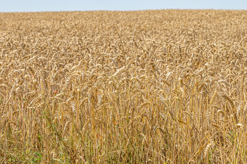 Rural field with golden wheat plantation with blurred background, sunny summer day in South Limburg, Netherlands