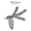 © foxyliam - Sitka spruce Picea sitchensis , coniferous, evergreen plant