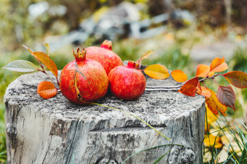 Fresh ripe pomegranates with leaves on a tree trunk.Autumn.