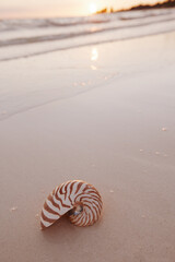 Wall Mural - nautilus sea shell on golden sand beach in  soft sun light