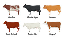 Shorthorn, Aberdeen Angus, Limousine , Santa Gertrude, Belgian Blue, Hereford Cows - The Best Beef Cattle Breeds Set. Farm Animals. Vector Illustration.