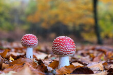 The White Spotted Red Mushroom 'fly Agaric' During The Autumn Months