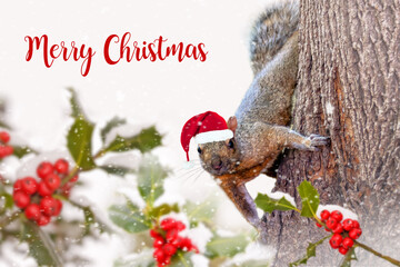 Merry Christmas with a cute squirrel with a Santa hat in the snow and holly. Animal fun holiday greeting card.