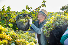 Successful Male Owner Of Vineyard Filling Truck Of Gathered Harvest Of Ripe White Grapes .