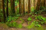 Fototapeta Las - mystic green forest in Azores