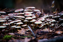 A Cluster Of Light Yellow Mushrooms Growing On A Tree Stump. Selective Focus On The Mushrooms, Blurred Background.