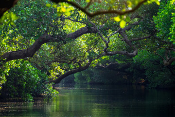 Wall Mural - Sicao Mangrove Green Tunnel