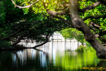 Wall Mural - Sicao Mangrove Green Tunnel