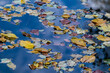 bunte Blättern schwimmen auf einem See im Herbst