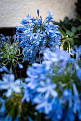 Wall Mural - Agapanthus