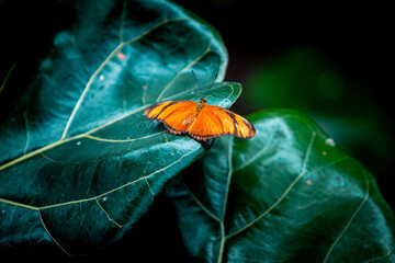 Wall Mural - Dryas iulia