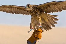 Falconer Holding His Falcon Bird In A Middle East Desert Location