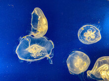 An Aquarium Of Translucent Orange And Yellow Jellyfish Swimming 