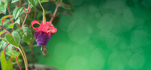 Beautiful Flowering Fuchsia Plant. Pink And Purple Flowers On A Bright Background. Floral Background.