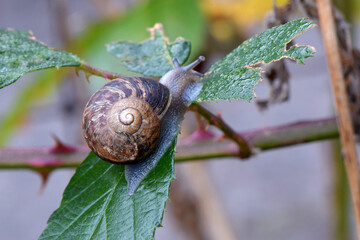 Wall Mural - Snail on a Leaf 04