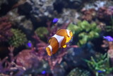 Fototapeta Do akwarium - a clownfish in the sea