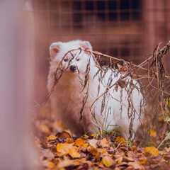 Sticker - 
A very beautiful white raccoon dog with blue eyes on a walk in the reserve in autumn, a white raccoon dog rescued from a fur production.