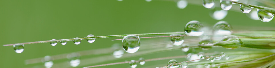 Rain drops on green grass. Fresh morning dew on spring grass. natural background close up macro with shallow DOF