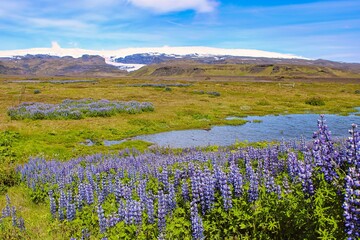 Beautiful lupines blossoming in the Icelandic summer