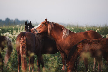 Wall Mural - horses in the field