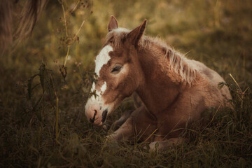 Wall Mural - foal sleeping in the field