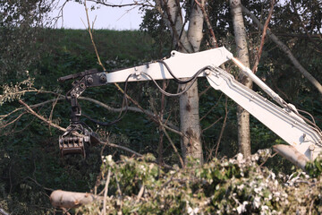 Sticker - Tree cutting process for firewood - deforestation concept